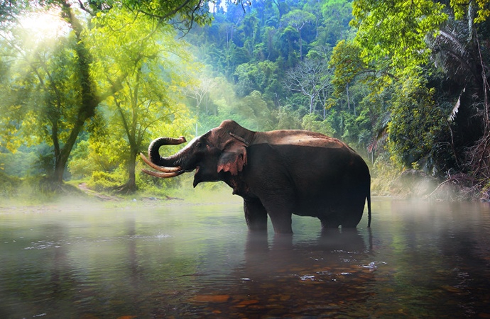 Community and Wildlife Experience